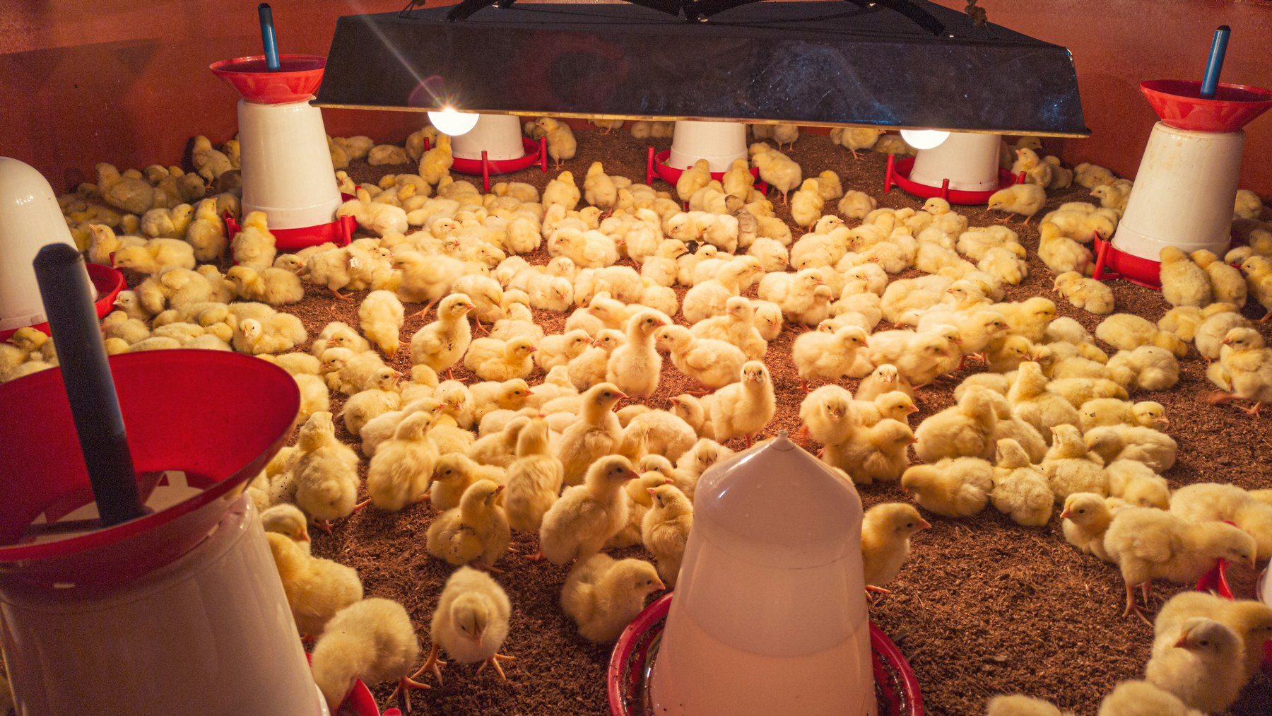 A poultry barn with young chickens