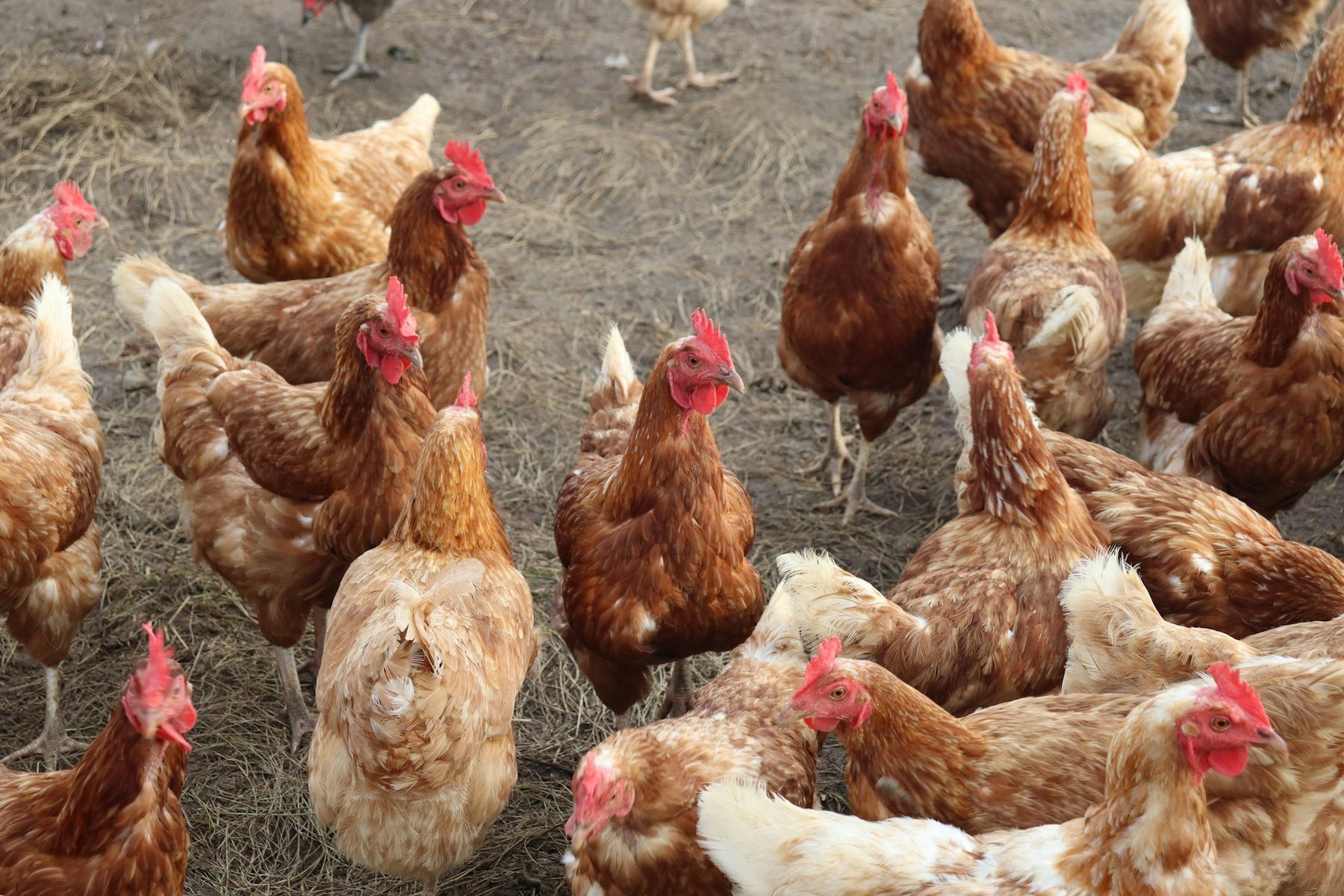 A flock of chickens on a poultry farm